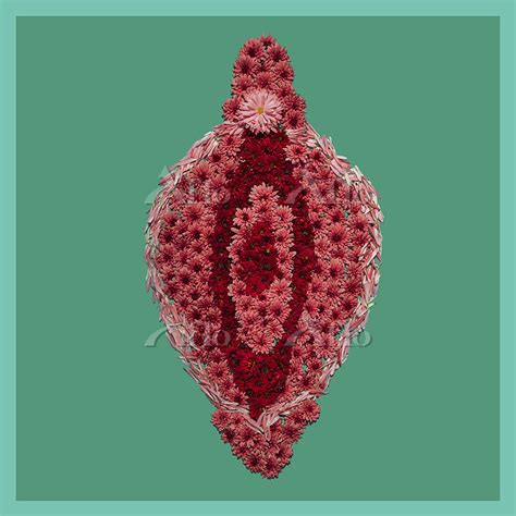 fette fotz|Vulva Bilder Science Photo Library.